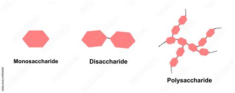 Scientific Designing of Differences Between Monosaccharide, Disaccharide And Polysaccharide ...