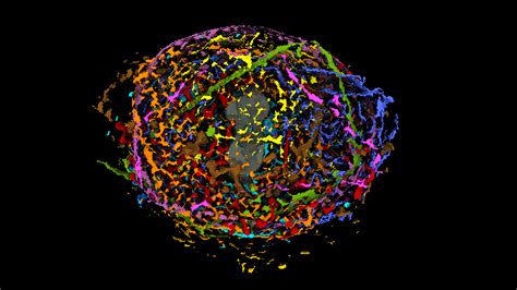 Computerized Model Reveals Details Of How Human Cells Divide | NCPR News