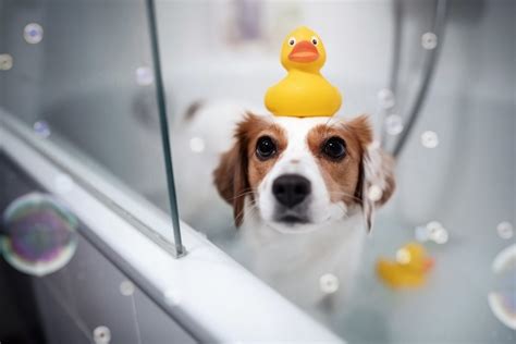 #55745 Dog HD, Pet, Bubble, Bath - Rare Gallery HD Wallpapers