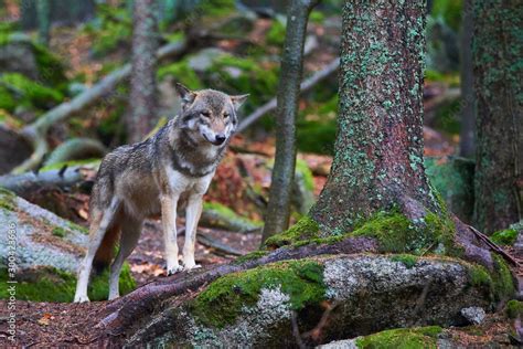 The wolf (Canis lupus), also known as the gray or grey wolf in natural ...