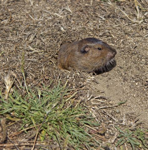 How to Protect Fruit Trees From Gophers