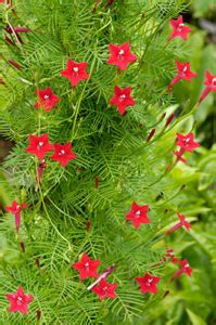 Plant a Hummingbird Vine - Attracts lots of hummingbirds.