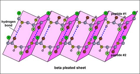 In beta - pleated secondary protein structure there are