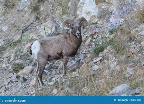 Wild Colorado Rocky Mountain Bighorn Sheep Stock Image - Image of bush, bighorn: 140592207