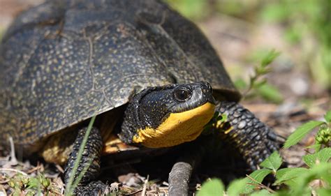 Wetland Heroes: Reptiles and Amphibians | Schlitz Audubon Nature Center