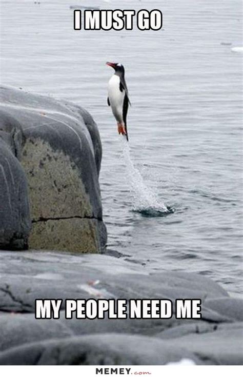 24 Memes That Prove Penguins Are The Funniest Animals On Earth | Cuteness