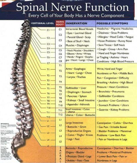 Spinal Nerve Function - My bulging disk is between C4 and C5. Makes sense. | Physical therapy ...