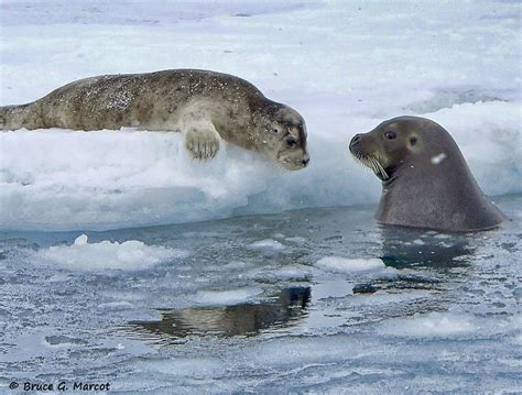 A Bearded Seal Holiday Scene