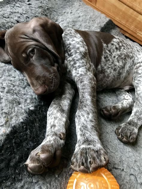 German Shorthaired Pointer Funny | Pointer puppies, German shorthaired ...