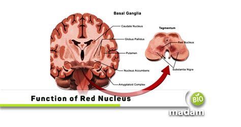 Red Nucleus