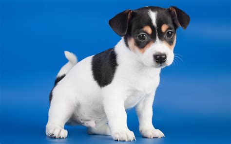 Chiot Jack Russel - Wallpaper HD | Jack russell, Jack russell dogs ...