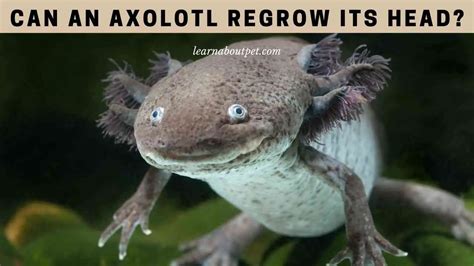 Can An Axolotl Regrow Its Head? 7 Interesting Facts - 2023