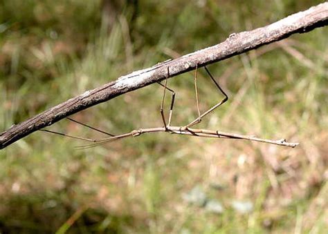 Stick and Leaf Insects - Order Phasmatodea