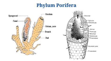 Phylum Porifera Characteristics