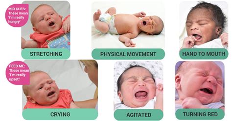 Baby's Hunger Cues: How To Identify Them?