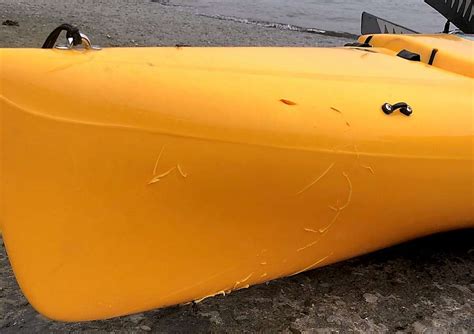 Kayaker Survives Shark Attack