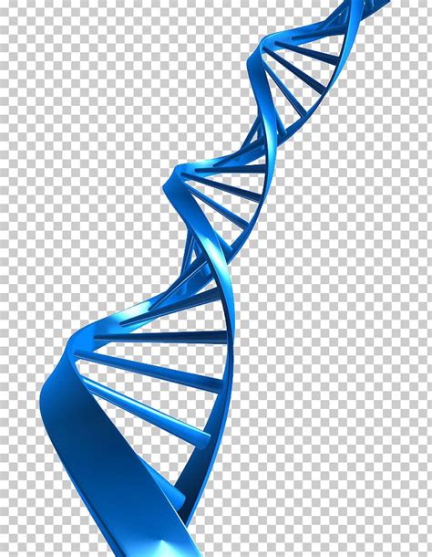 DNA PNG, Clipart, Dna Free PNG Download