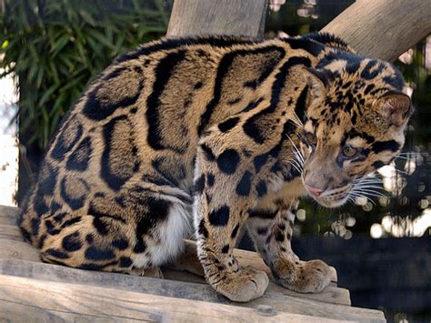 Clouded Leopard - Natural History on the Net