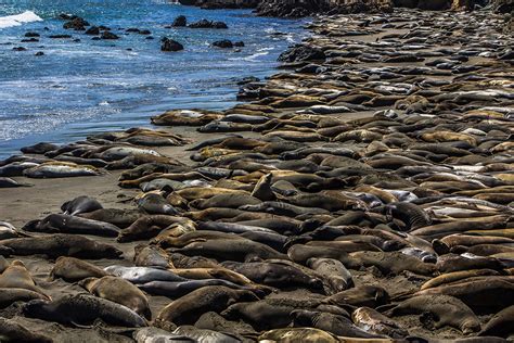 Freedom to Rest–Elephant Seals Migration to Piedras Blancas | Elaine Webster