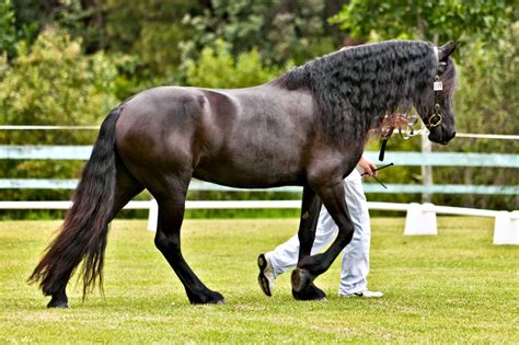 Horses: HISTORY OF THE FRIESIAN HORSE