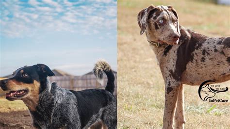 Catahoula Blue Heeler Mix: A Complete Guide (With Pictures)