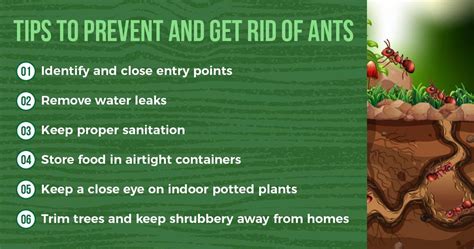 The Ultimate Guide to Ant Prevention in Singapore