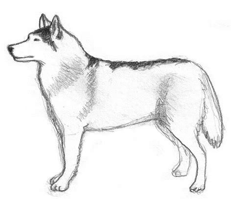 Dog sketches - Pencil drawings of dogs