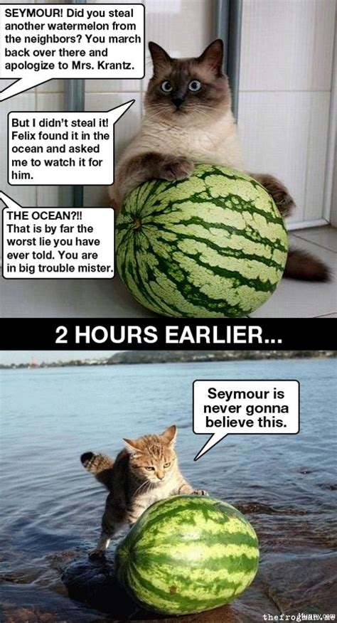 Watermelon Cats - 1Funny.com