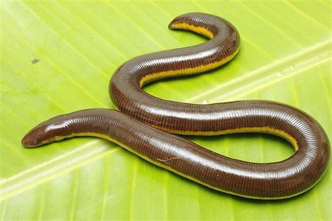 Caecilians: Strange Amphibians That Look Like Earthworms - Owlcation