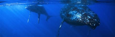 Whale mating Archives - Whale Facts and Information