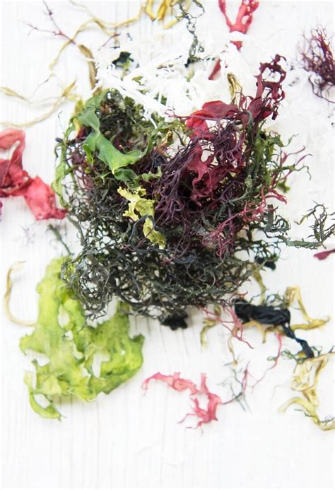 Various types of dried seaweed – License Images – 11259425 StockFood