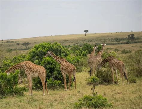 5 Days Masai Mara Safari in Kenya