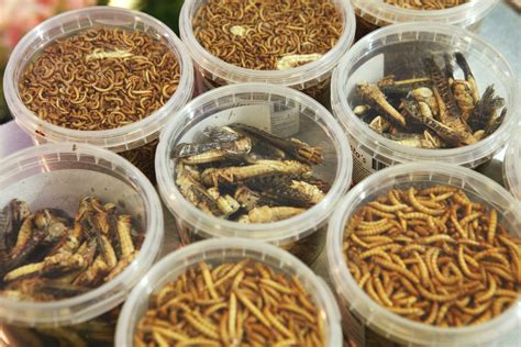 Insects: 3 healthy compounds for animal feed - All About Feed