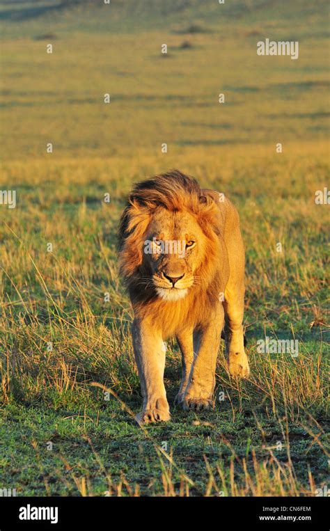 Male Lion, Masai Mara Stock Photo - Alamy