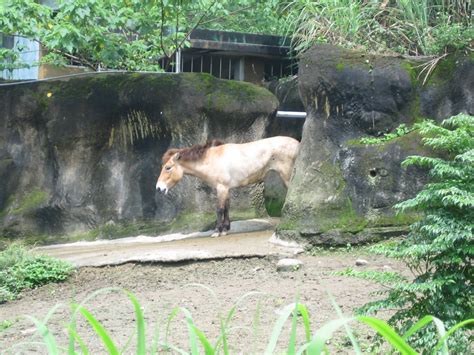 Journey to Taipei Zoo | mongolian horse | Solana Larsen | Flickr