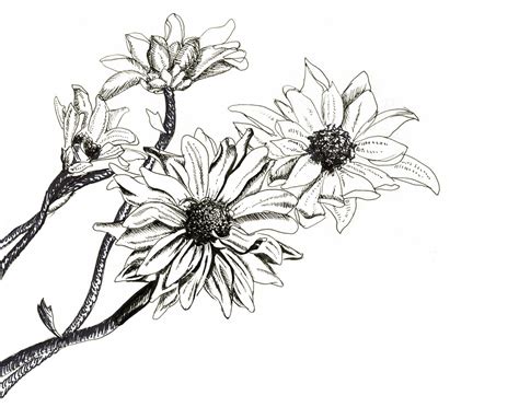 Pen And Ink Flower Drawings at PaintingValley.com | Explore collection of Pen And Ink Flower ...