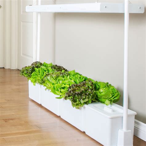 Six indoor hydroponic gardens for growing your own fruits and veggies