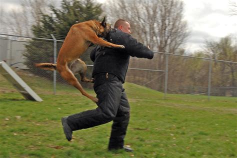 File:Police dog attack.JPG - Wikimedia Commons
