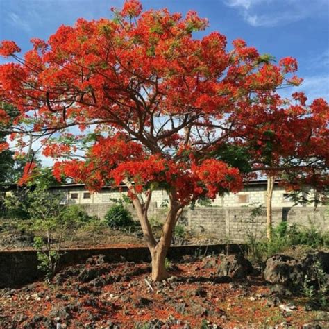 Jual pohon Flamboyan bunga merah tinggi 3 meter - Kab. Bogor - tanaman ...