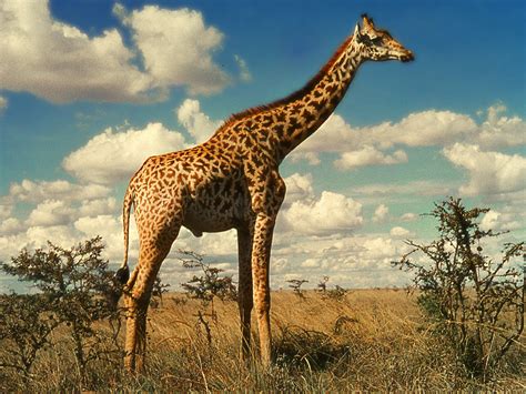 Giraffe Descprition And Facts