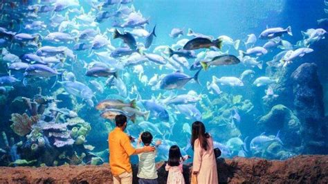 Promo Tiket Masuk Seaworld Ancol, Bisa Digunakan Setelah PPKM Darurat Berakhir