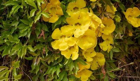 Cat's Claw Plant: benefits, Growth and care, uses