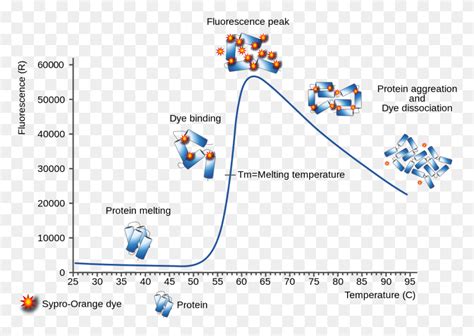 Thermal Shift Assay Diagram Fluorescence Based Thermal Shift Assay ...