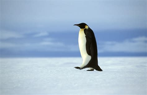 precedente Grapa Tubería información sobre el pingüino emperador Sui insecto Estrella