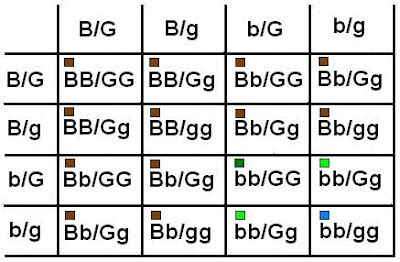 punnett square dominance genetics eye color png 2000x2000px punnett ...