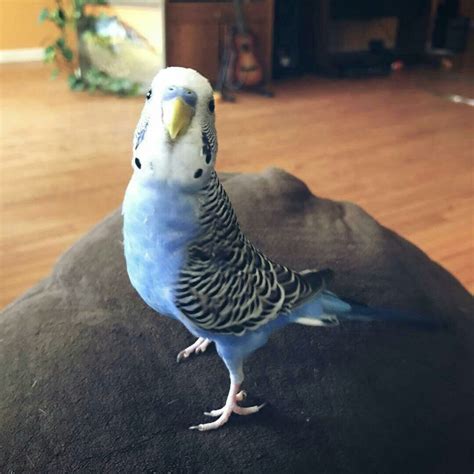 Pin on Our Parakeet Flock