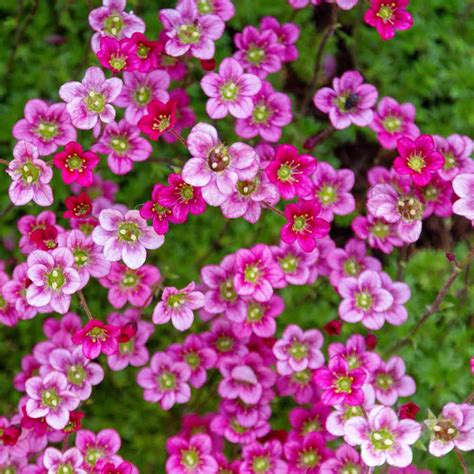 Saxifrage Flower | Best Flower Site