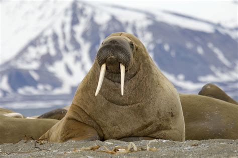 Walrus definition and meaning | Collins English Dictionary