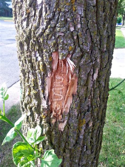 Ozaukee's ash trees are rapidly dying