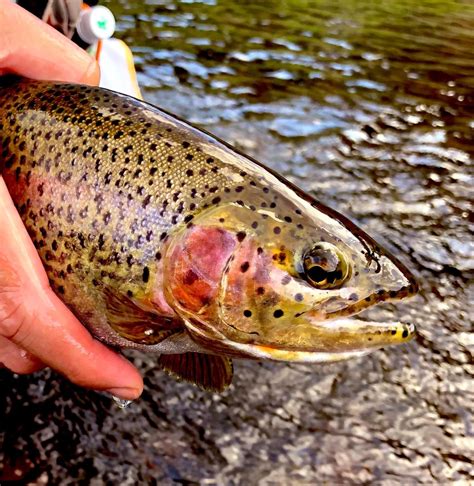 The wonderful colors of this cutbow from the waters of the South Platte near Deckers, Colorado ...